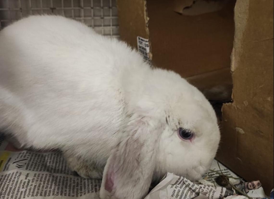 Il coniglietto Cucciolo