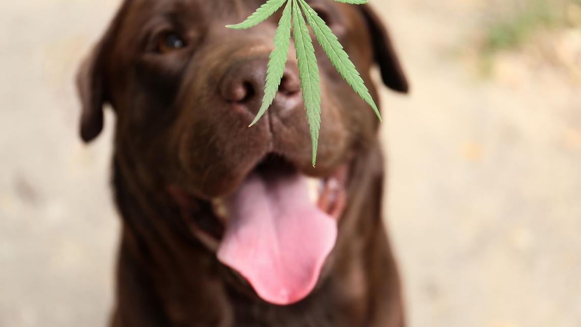 Droga nel bagagliaio