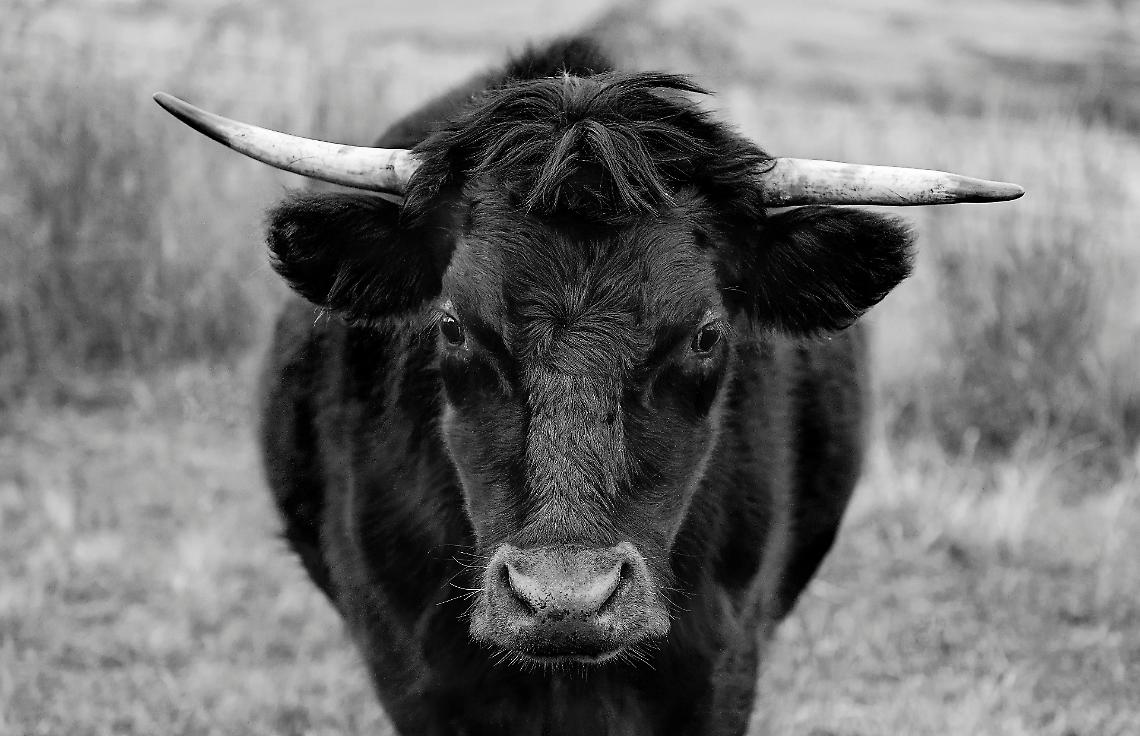 Caricata come a Pamplona, il terribile incidente in una stalla del Canavese