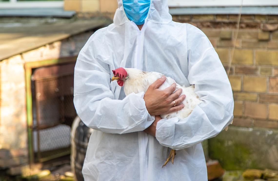 Influenza aviaria, test negativi sugli allevamenti intorno a Chivasso. Abbattuti 50.000 polli