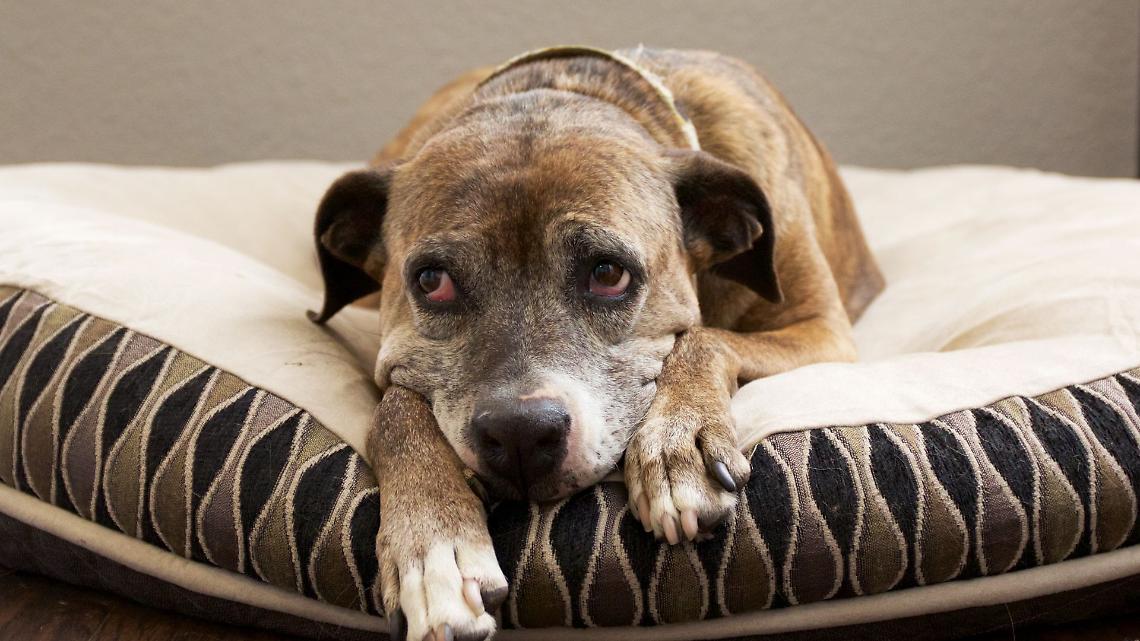 Minaccia il cane per terrorizzare l’ex