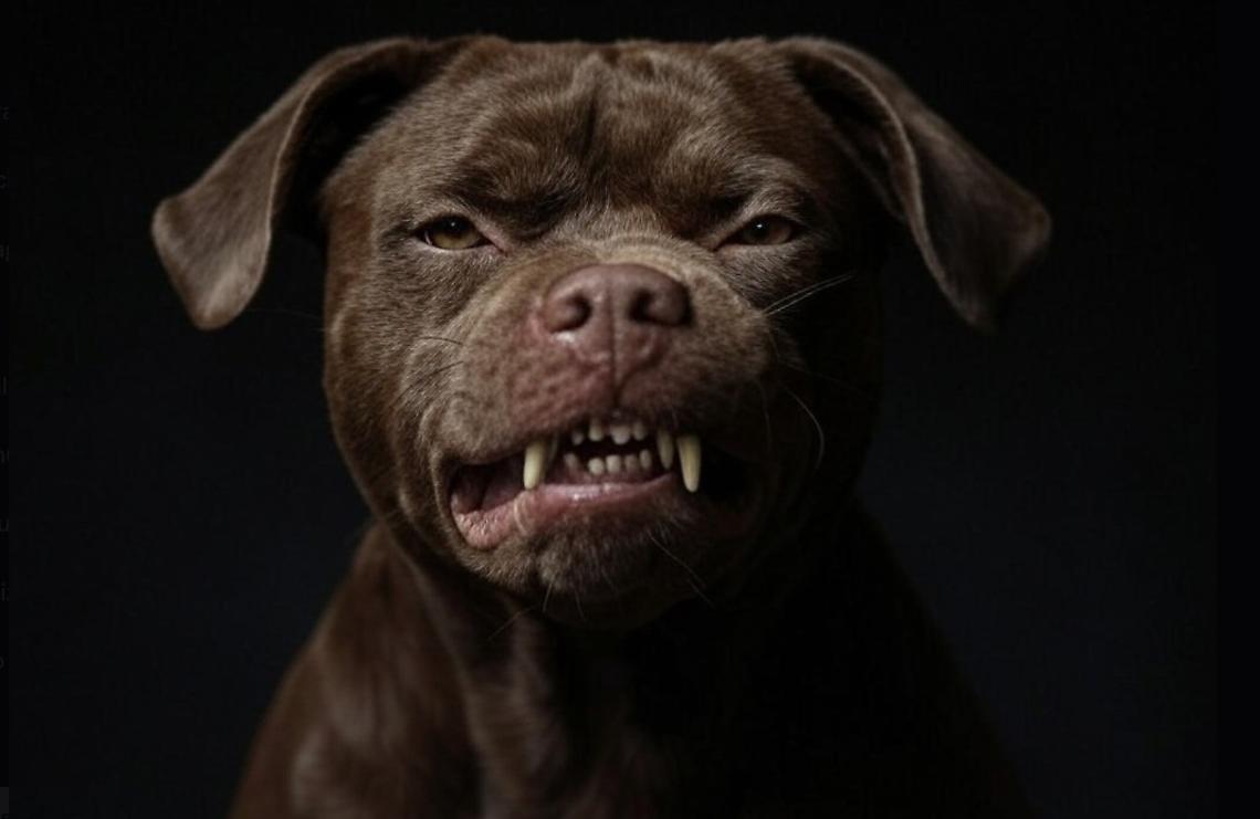 Pitbull (foto di repertoio)