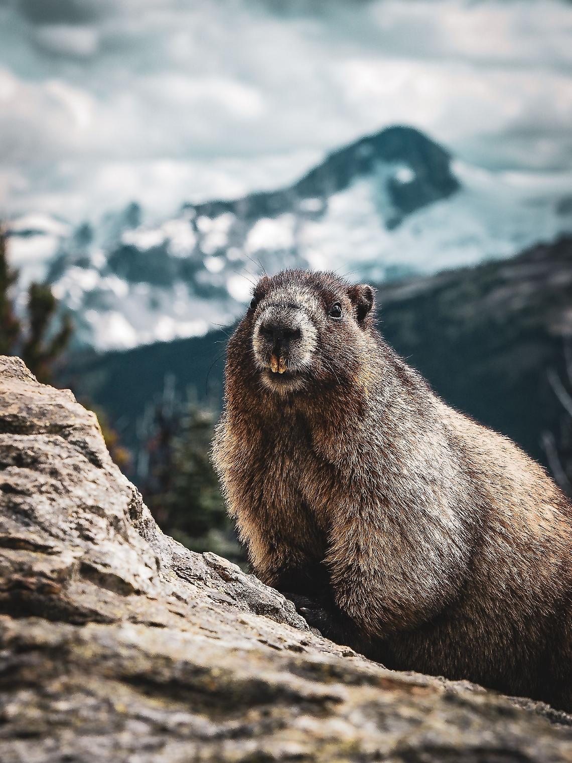 Nivolet a "numero chiuso": una carta dei servizi per salvaguardare la marmotta. Ecco spiegato come