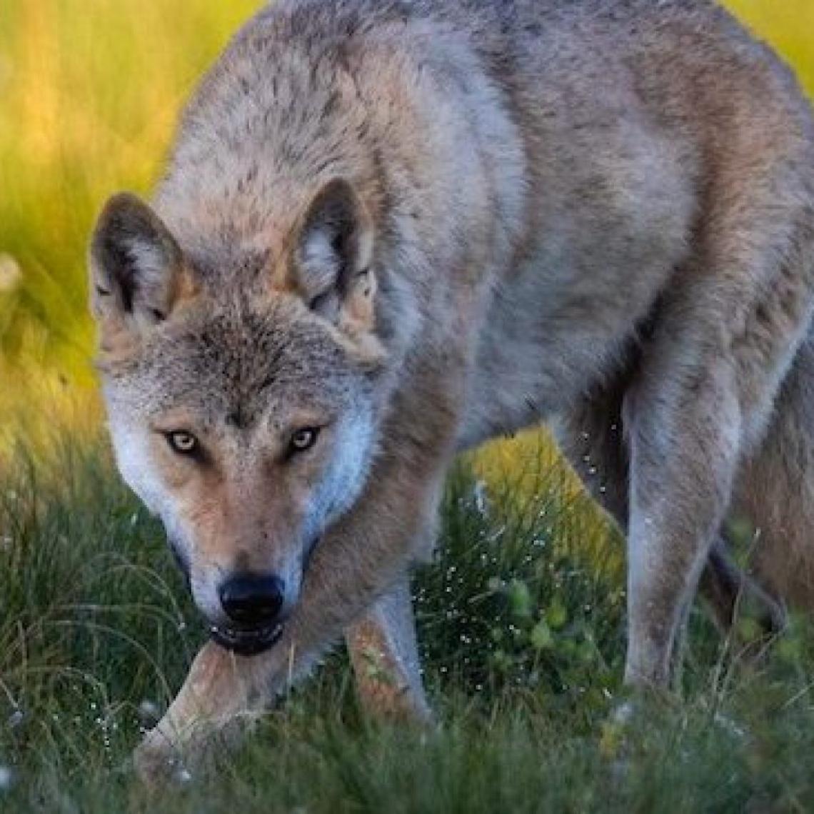Il lupo torna ad uccidere in Valle