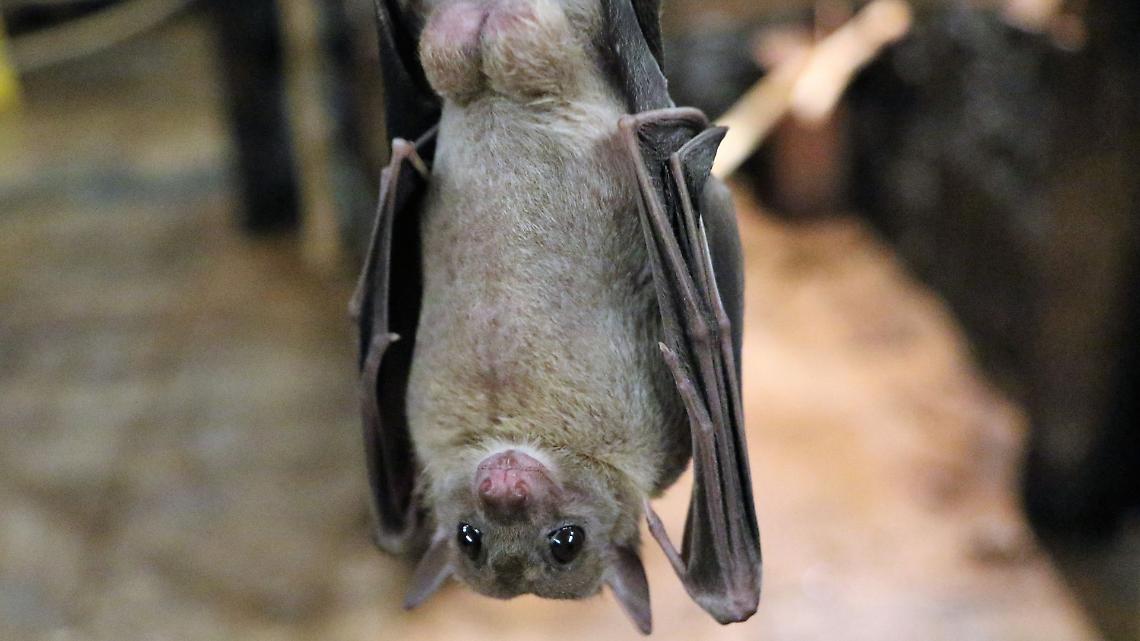 Un regno segreto nel buio: il rifugio invernale dei pipistrelli