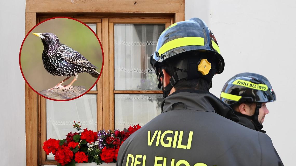 Storno Intrappolato 