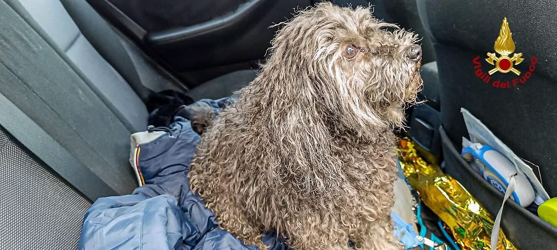 Eroico salvataggio: due cani rianimati dai vigili del fuoco tra le fiamme