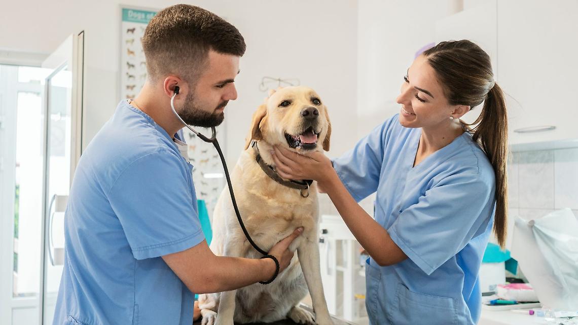 A Torino cure veterinarie gratuite