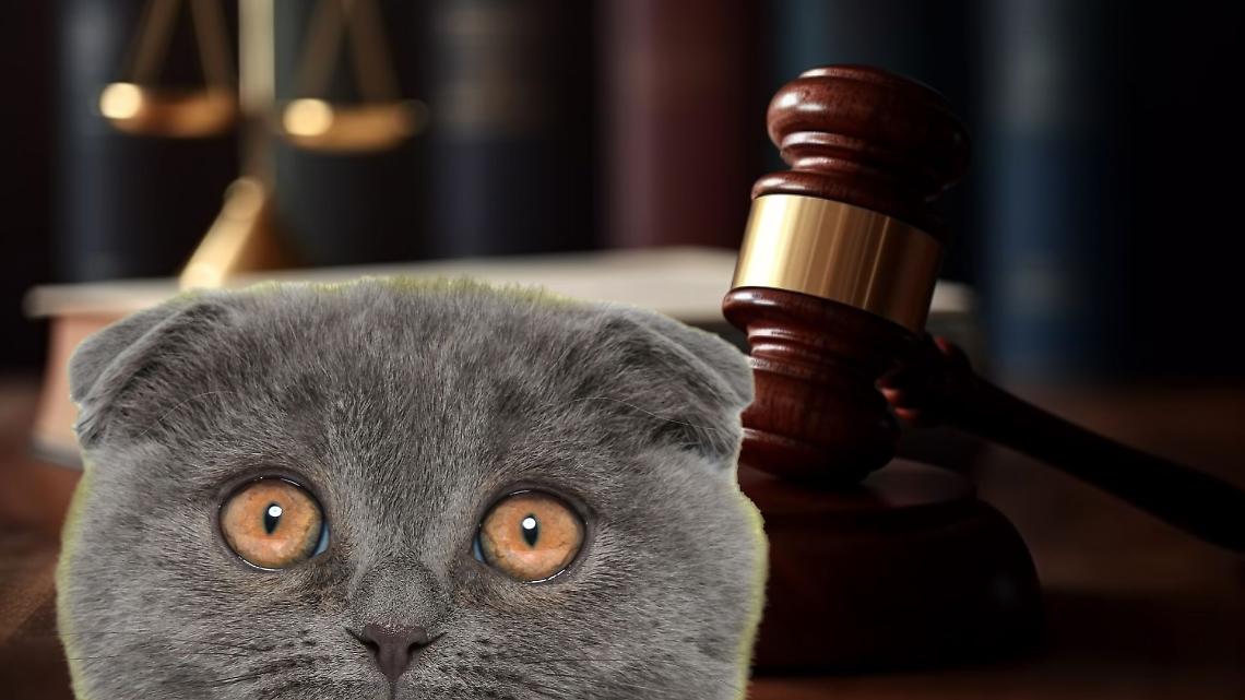 Diffamazioni e calunnie: la guerra dei gatti di Montanaro arriva in tribunale