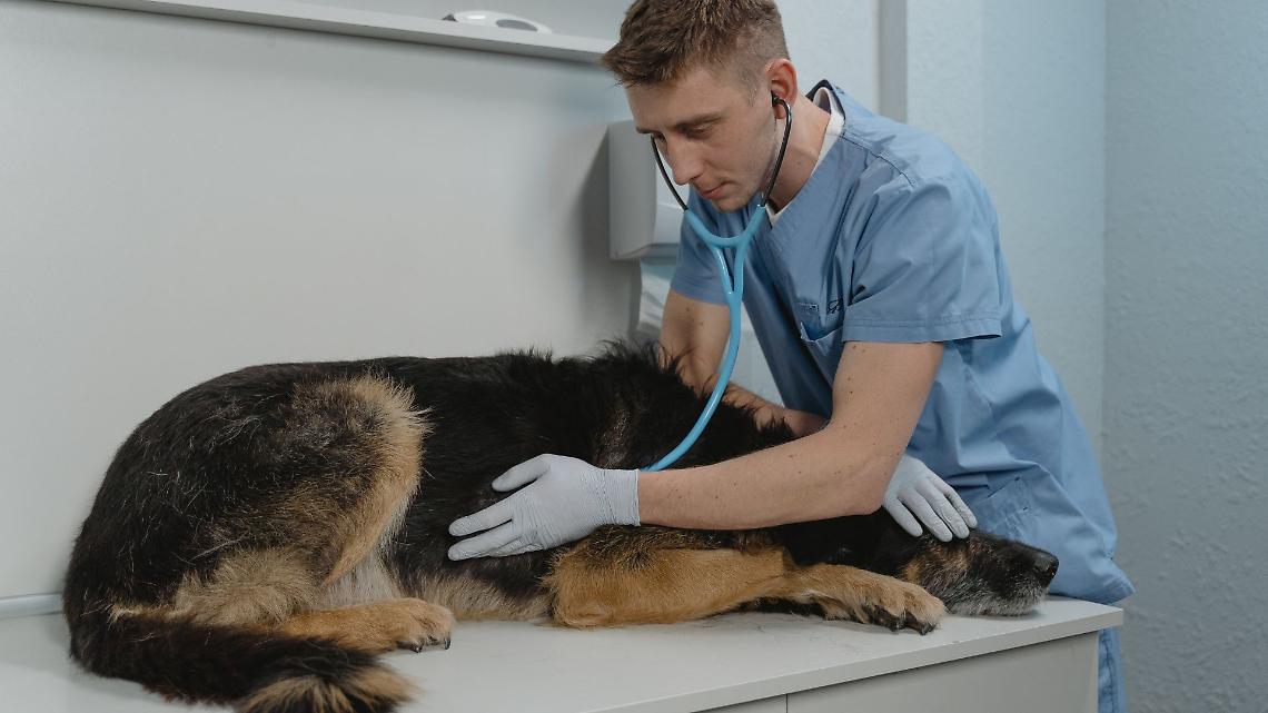 Allarme influenza canina