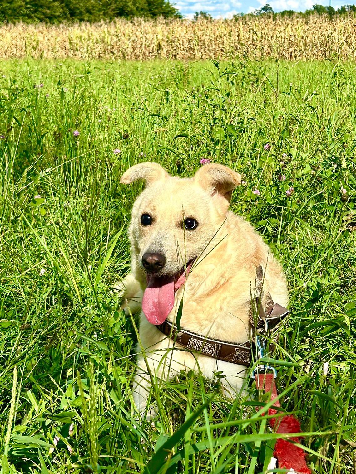 Omero, il cane che ha sconfitto il buio
