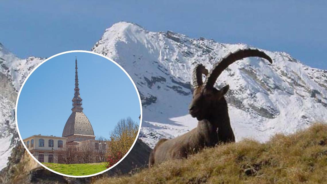 Parco Gran Paradiso, raccolta firme per trasferire la sede: il Canavese si mobilita