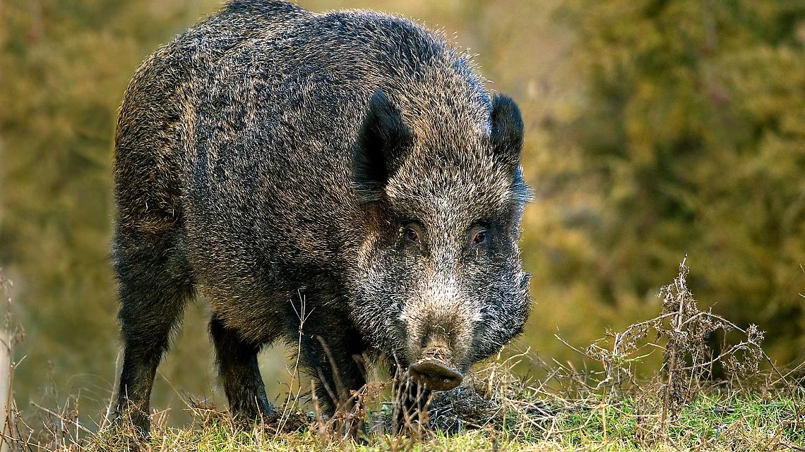 Peste suina africana, nuovi focolai