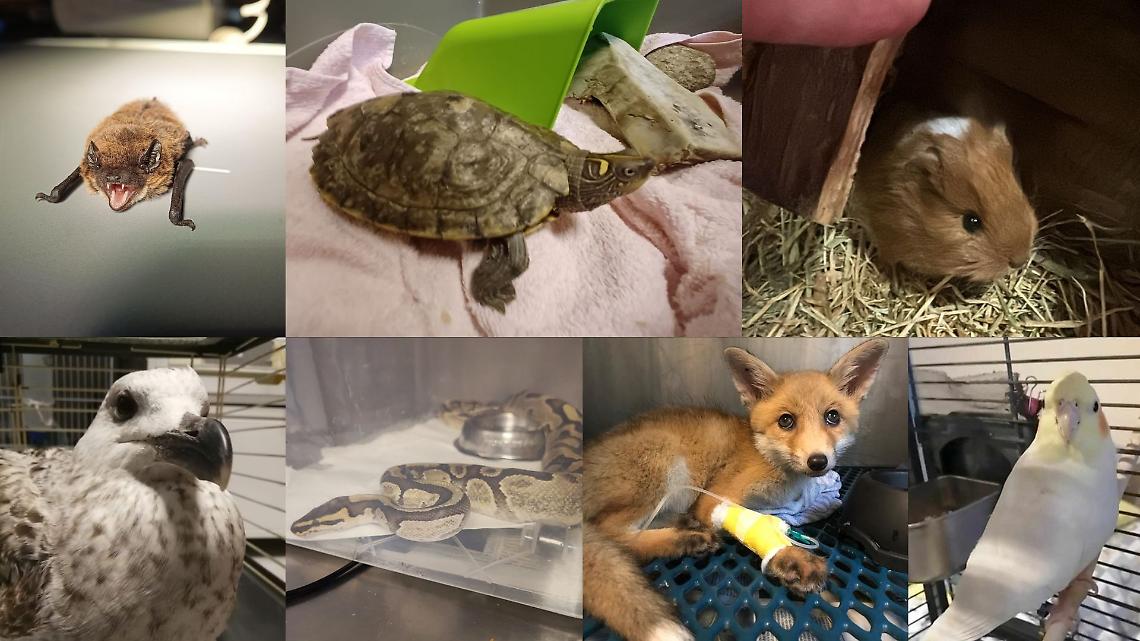 Torino e gli animali