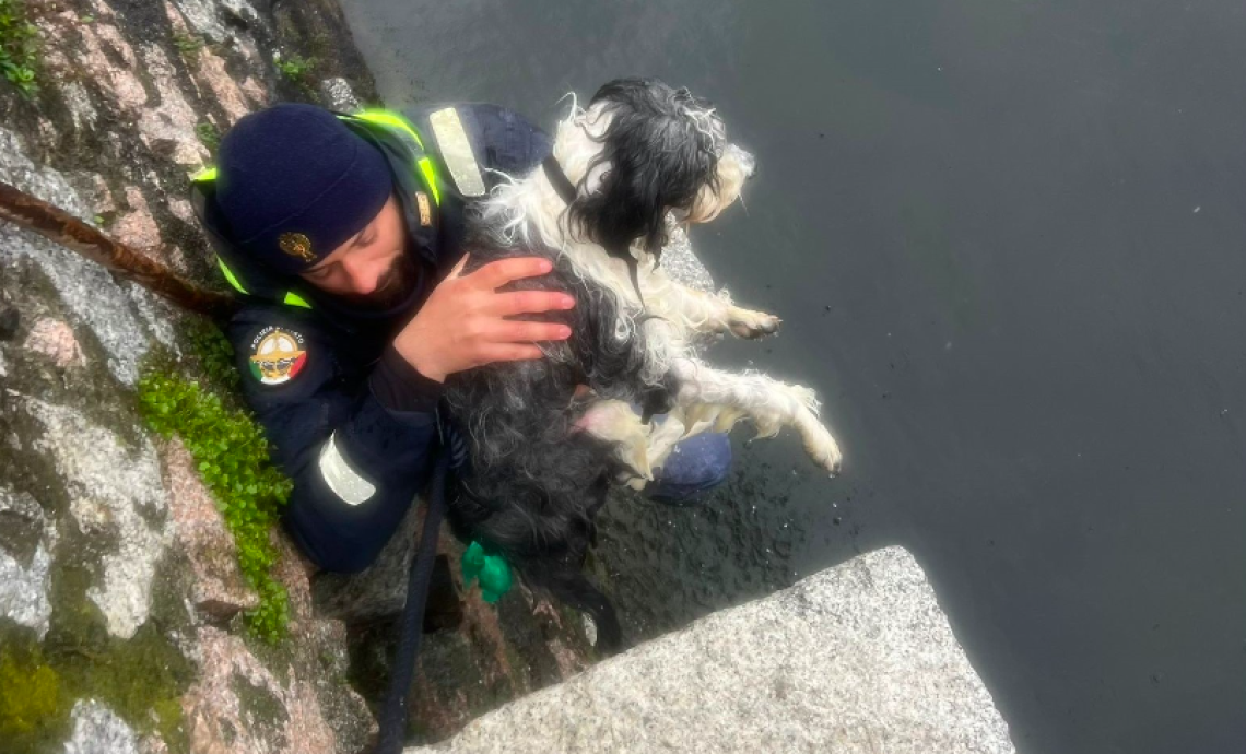 Il salvataggio del cane  Harley