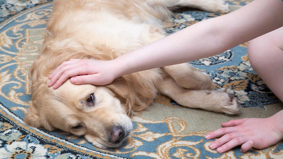 Diserbanti e cani malati