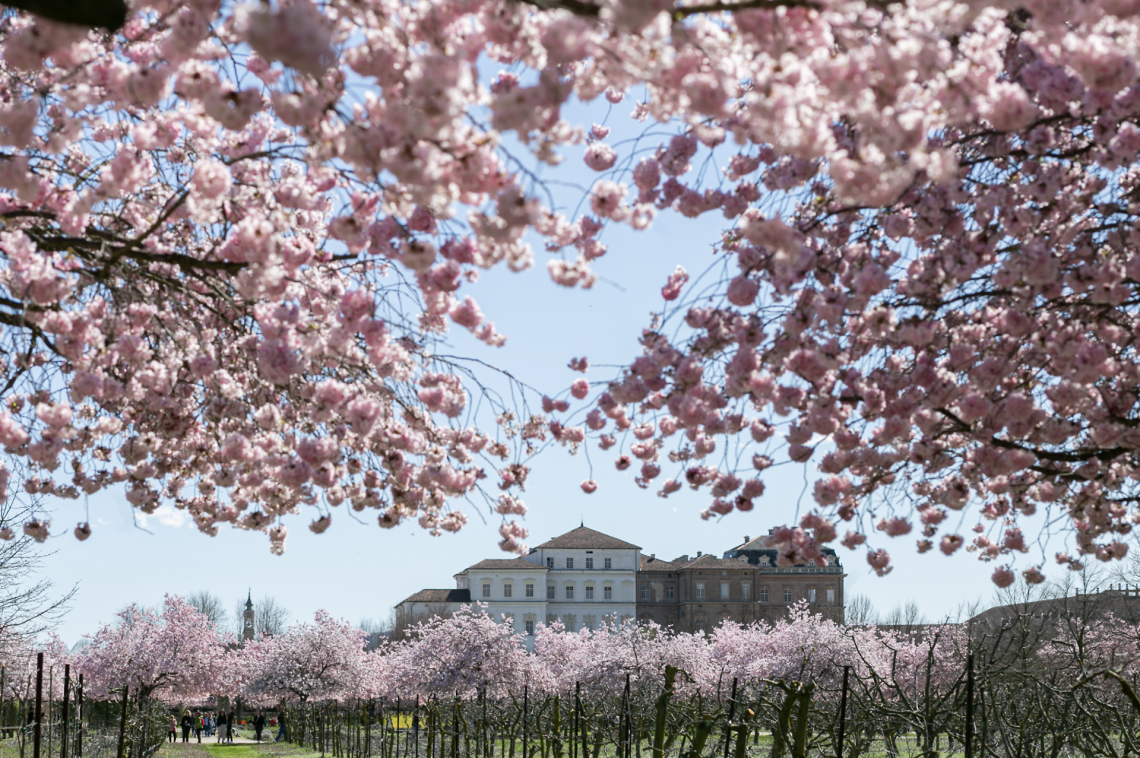 Primavera in fiore