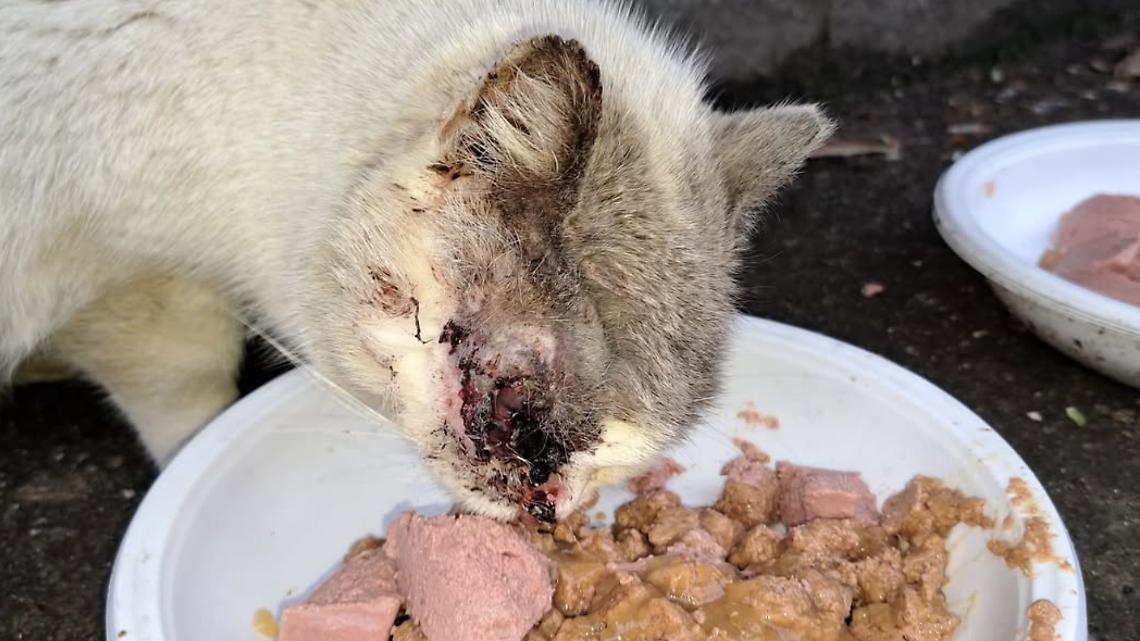 Gattino ferito abbandonato nella colonia: Lupa ODV lancia un appello disperato