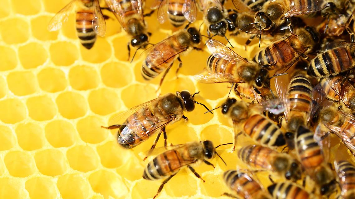 BEE THE QUEEN