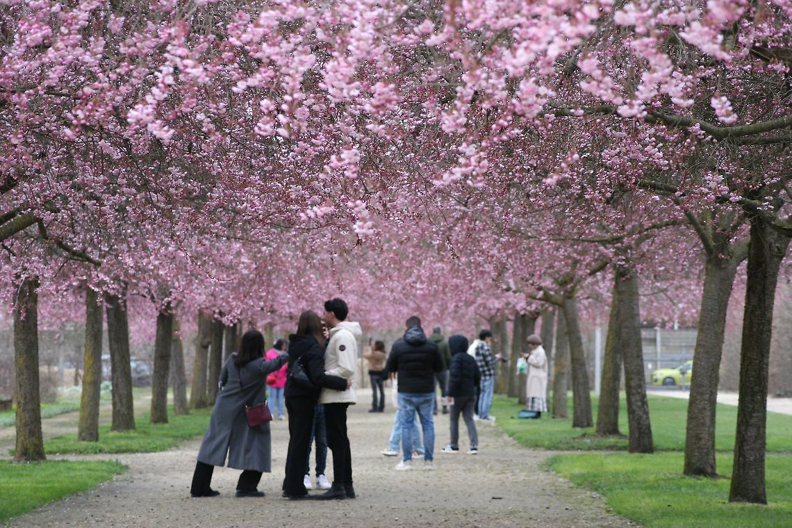 La magia dei ciliegi in fiore conquista Venaria Reale: un fenomeno di tendenza senza precedenti
