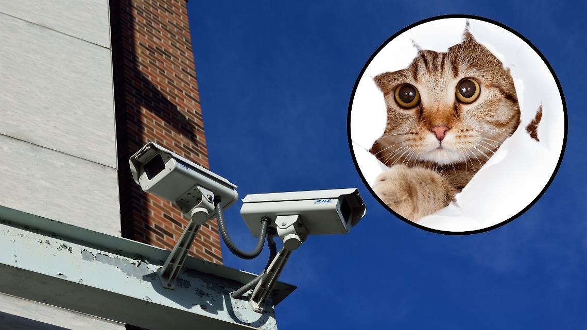 Gatto impallinato in paese: si passano al setaccio i video delle telecamere 