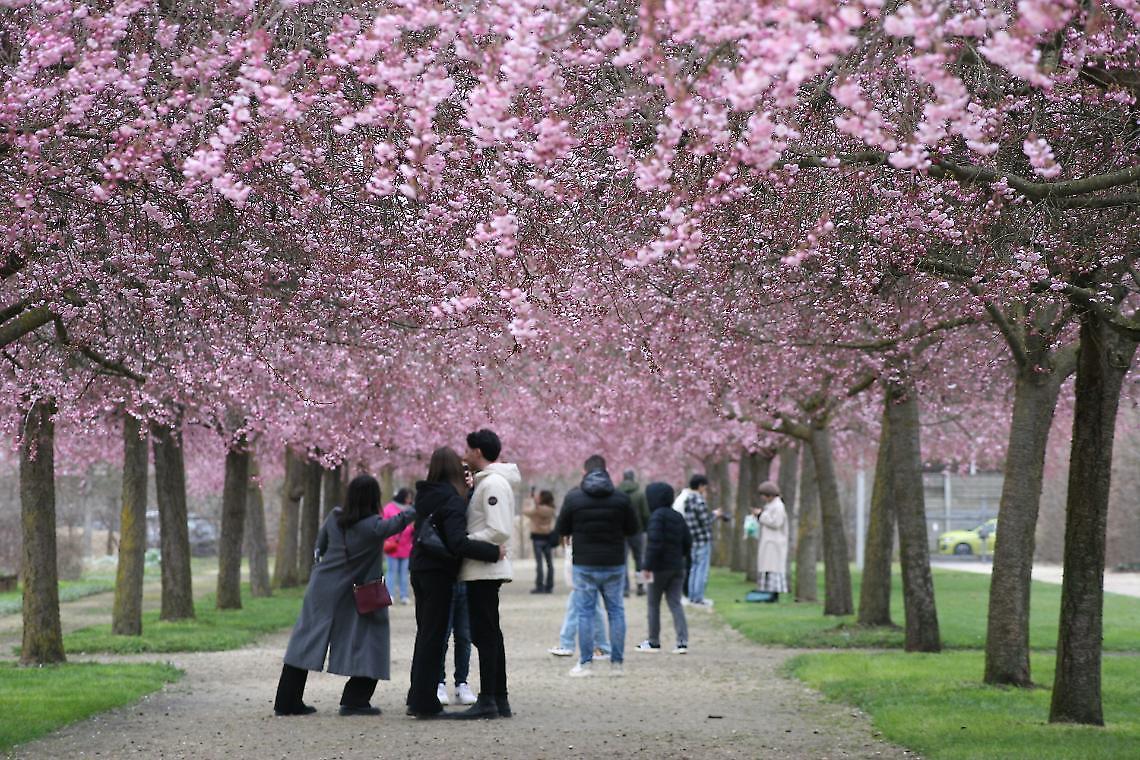 Fioritura dei ciliegi alla Reggia di Venaria