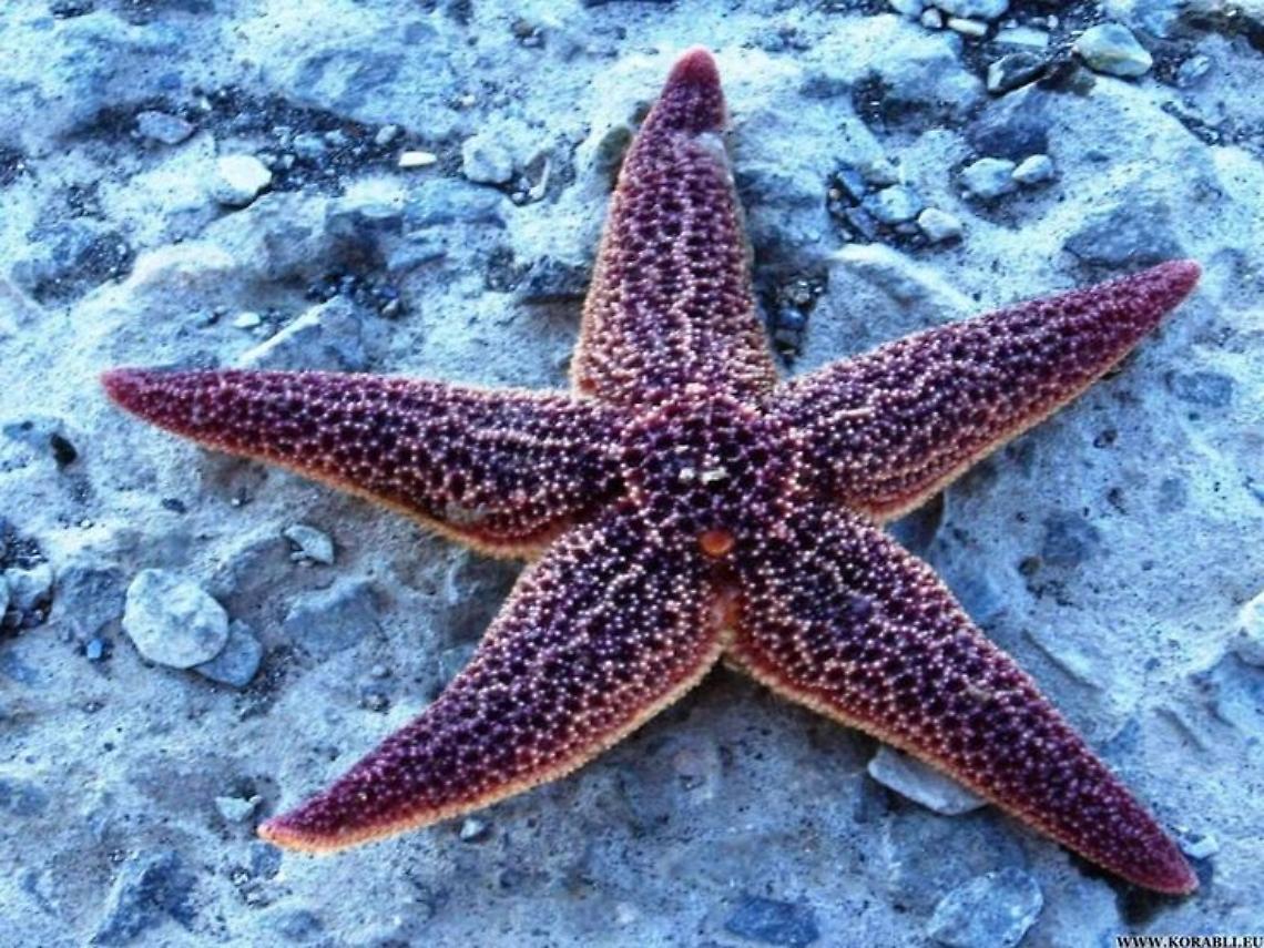 Stella Marina