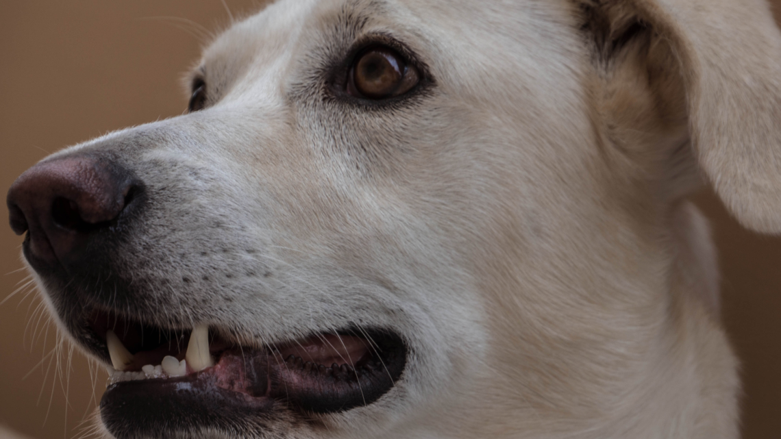 Quel cane preso a calci solo su Facebook: a Nole vince la verità, non la rabbia