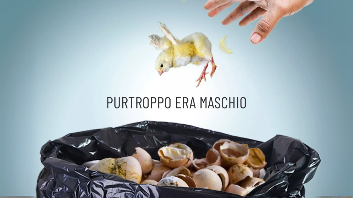 Strage dei pulcini, il governo temporeggia: Animal Equality accusa “Lacune, vaghezza e nessun piano sui fondi”