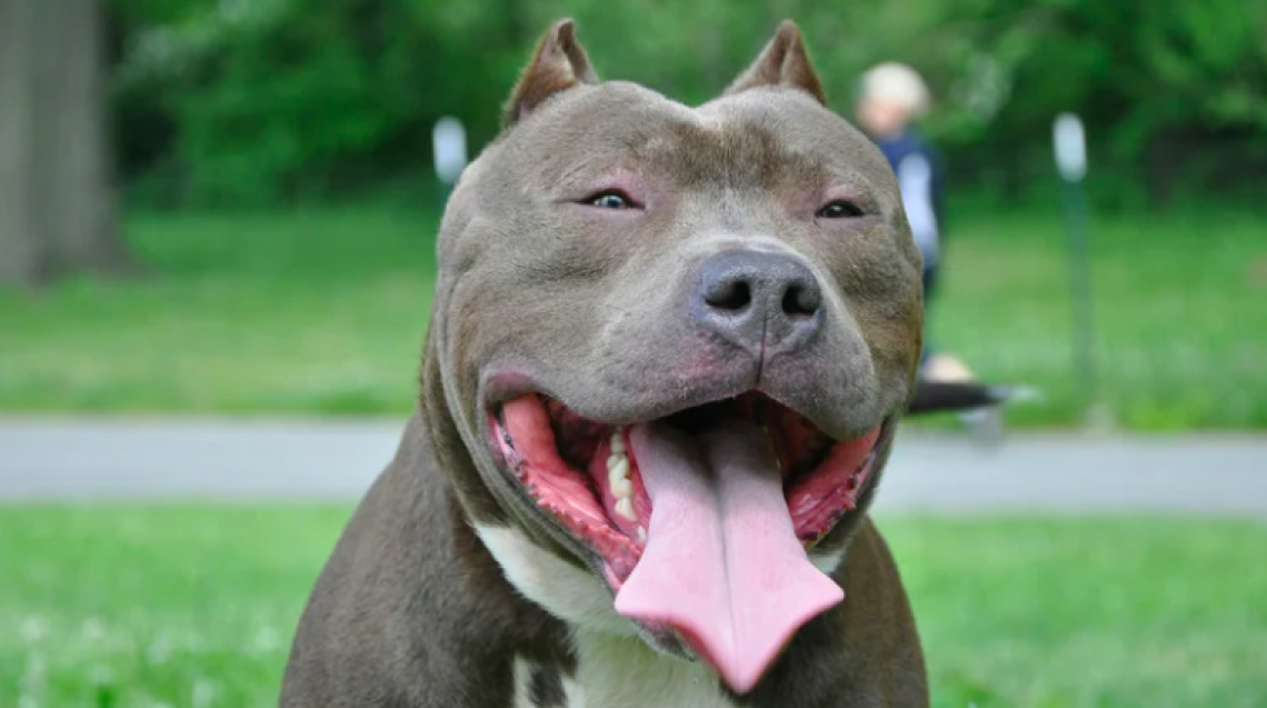 Ladri di cani a Torino: un allarme che scuote la città