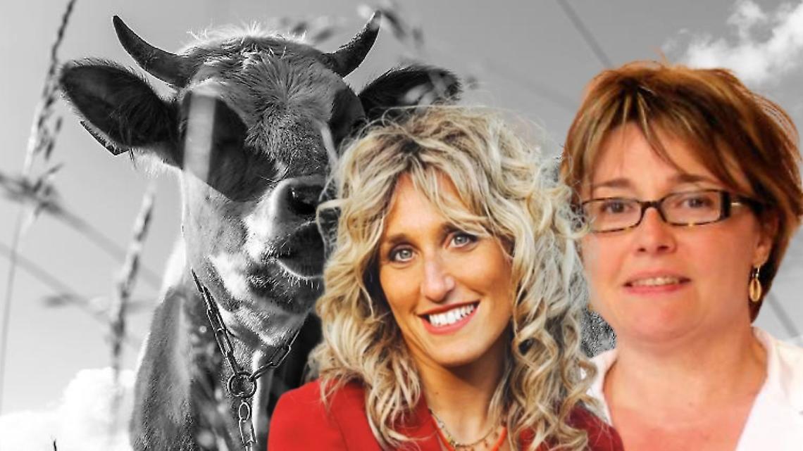 Insulti online e spese legali: il paese diviso dopo l’abbattimento delle mucche