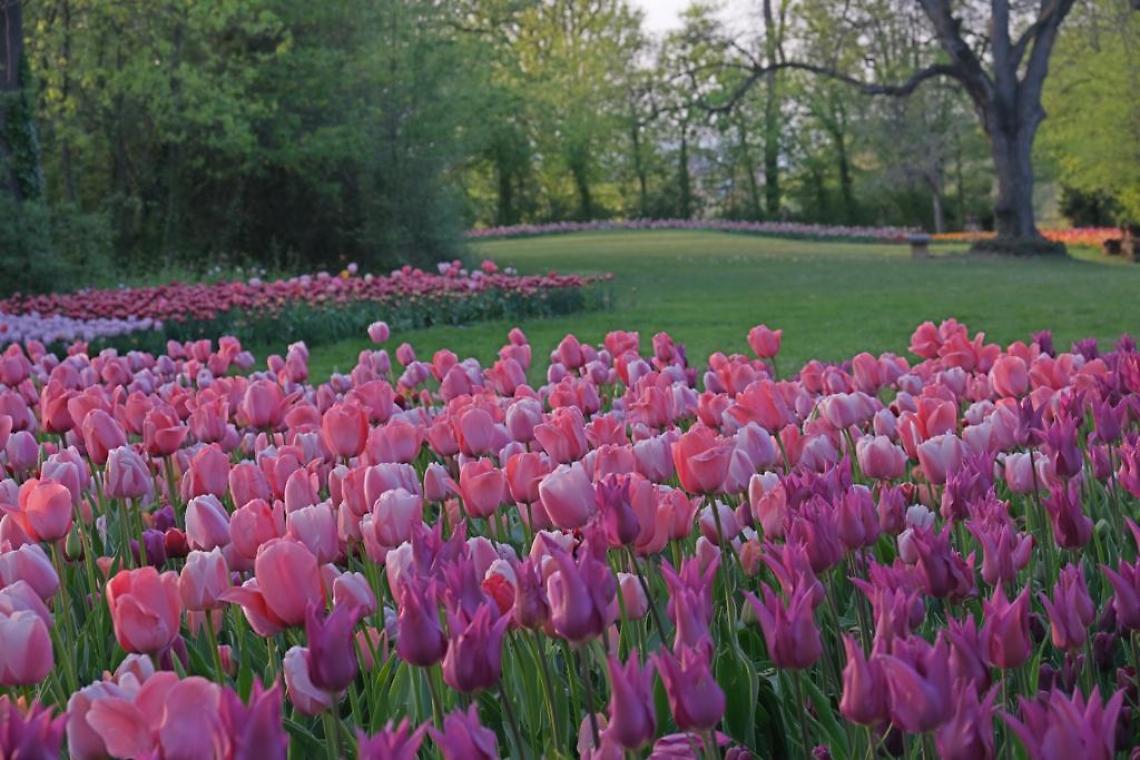 Pasqua tra tulipani a Pralormo