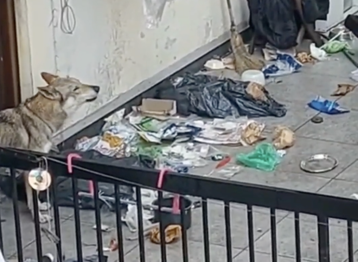 Lupo cecoslovacco segregato su un terrazzo, LNDC denuncia