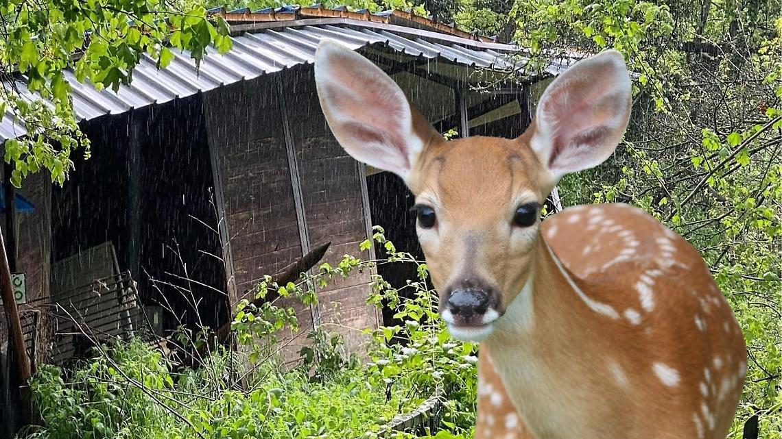 Maltempo, distrutta l'Oasi degli Animali di San Sebastiano da Po: "Siamo disperati"