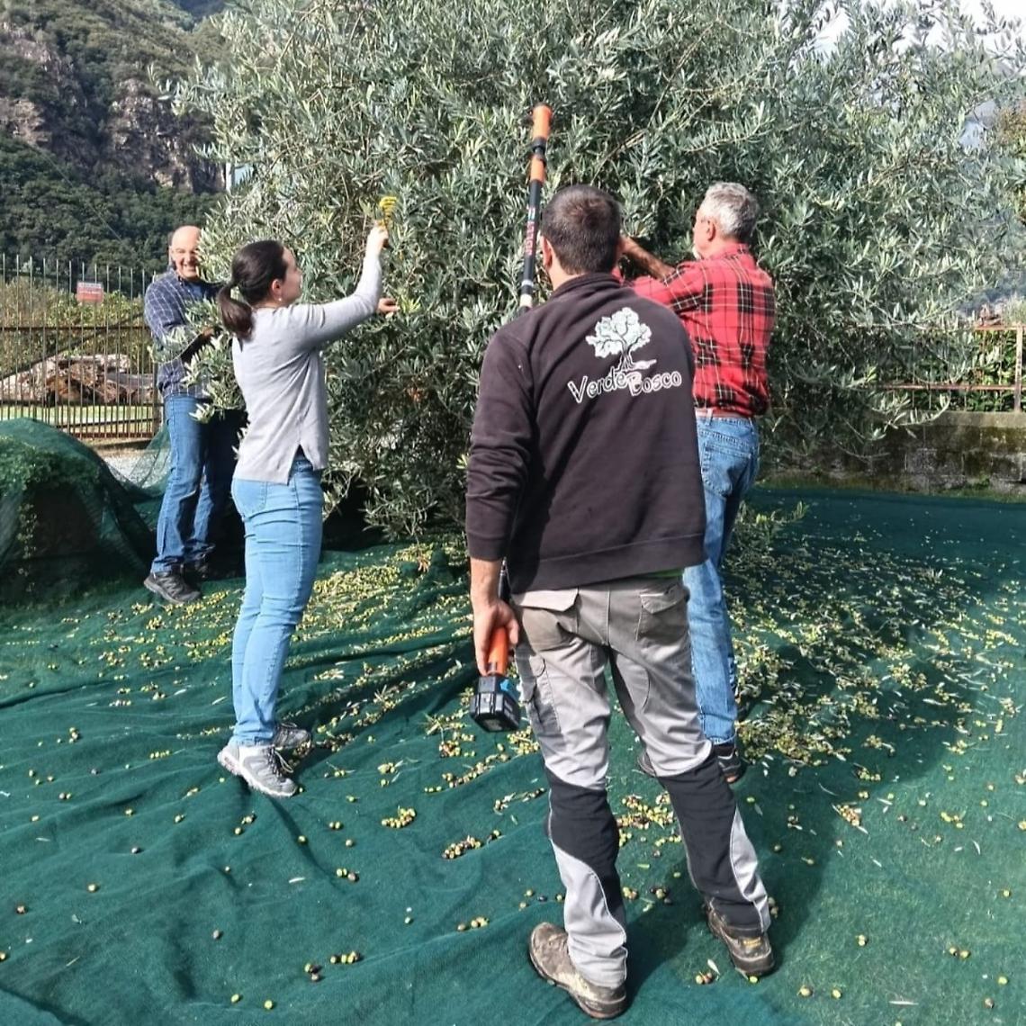 Settimo Vittone, dove l’olivo conquista la montagna e cambia il destino della terra