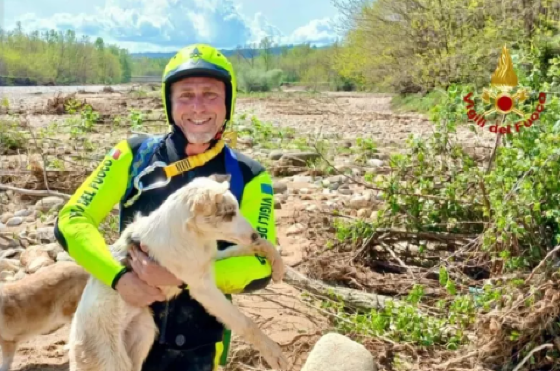 Elva, la cagnolina salvata dalle acque in piena ora cerca casa