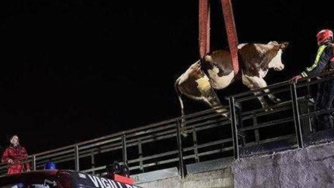 Mucca in pericolo