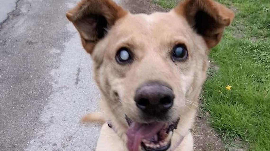 Leon, il cucciolone dal cuore d'oro: una nuova casa per un amico speciale