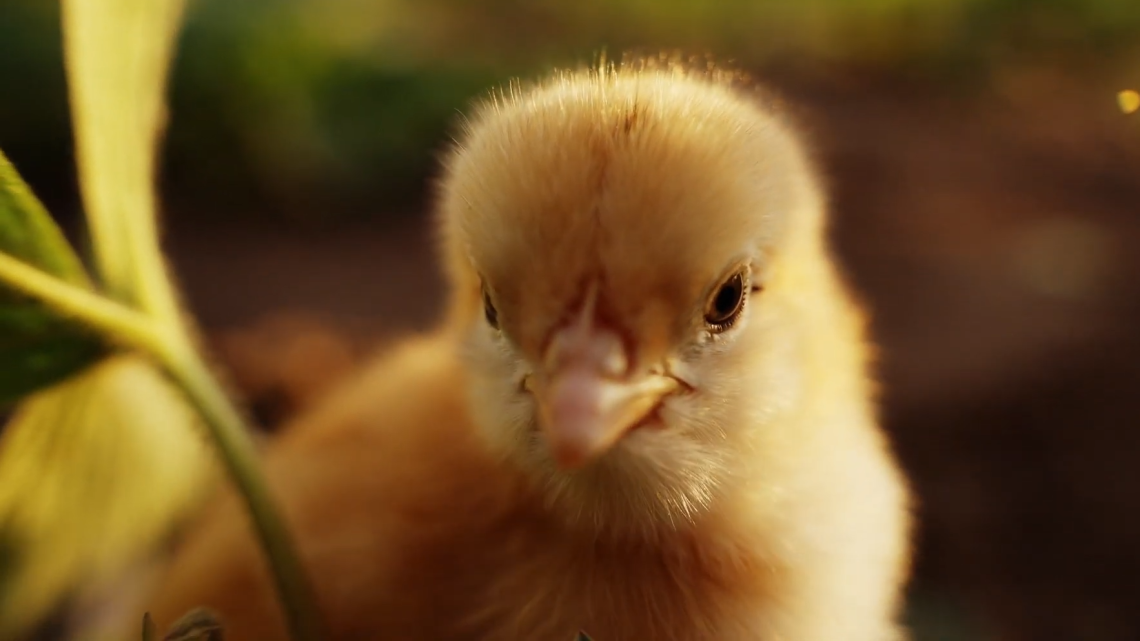 Animal Equality accusa il governo di inazione