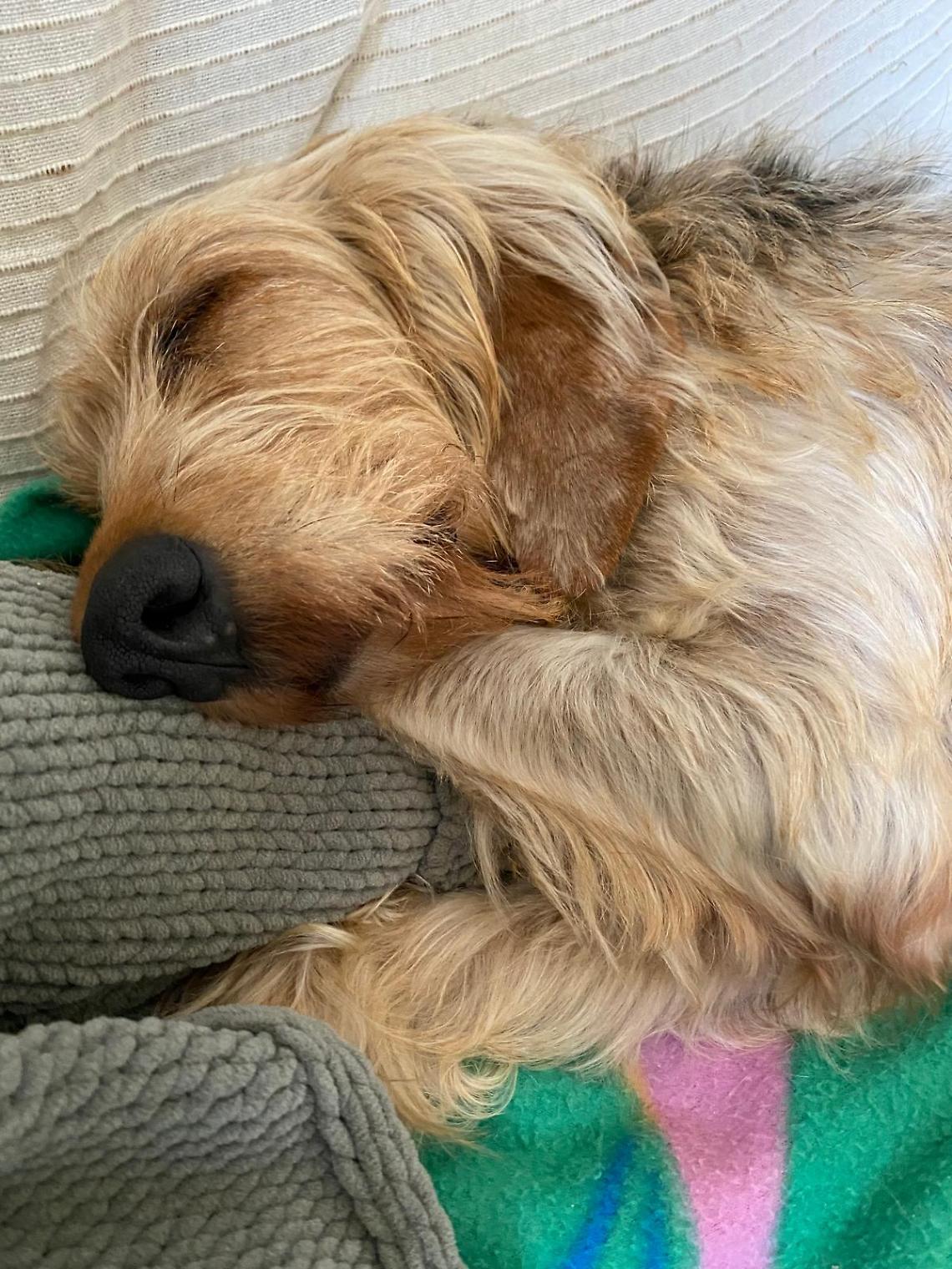 Alma, la cagnolona che il mondo aveva dimenticato: oggi rinasce tra le braccia dell’amore