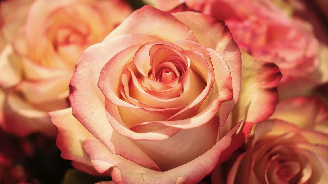 Festa delle Rose 2025