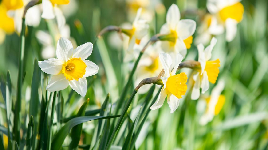 Valchiusella riscopre i prati stabili come risorsa per l’economia e il turismo del territorio