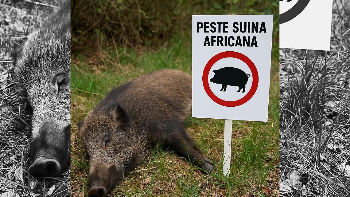 Peste suina africana