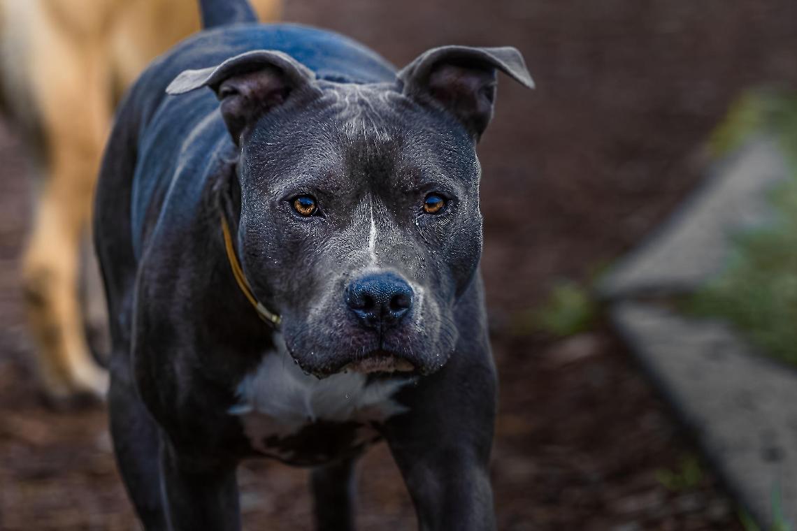 Rissa a Torino: un 16enne aggredito da un pitbull in un nuovo episodio di violenza urbana