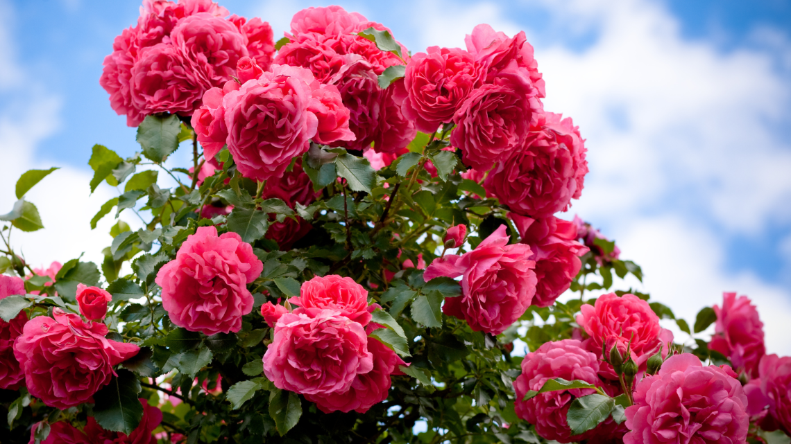 Cosa fare l’11 maggio? A Borgaro c’è la Fiera delle Rose con attività per tutti