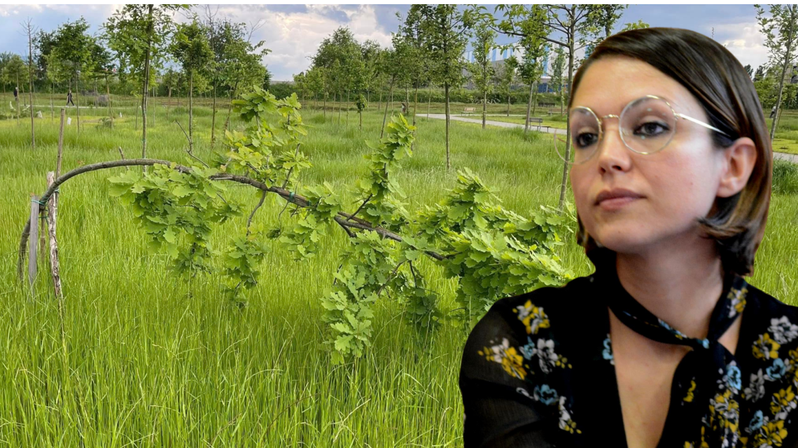 Parco Berlinguer: vergogna nazionale. Alberi piegati in due