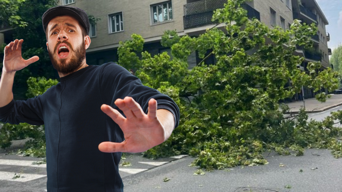 Torino, crolla un albero in corso Moncalieri: sfiorata la tragedia dopo le piogge