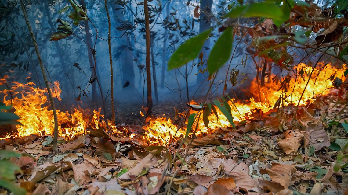 Il cuore verde della Terra sta morendo