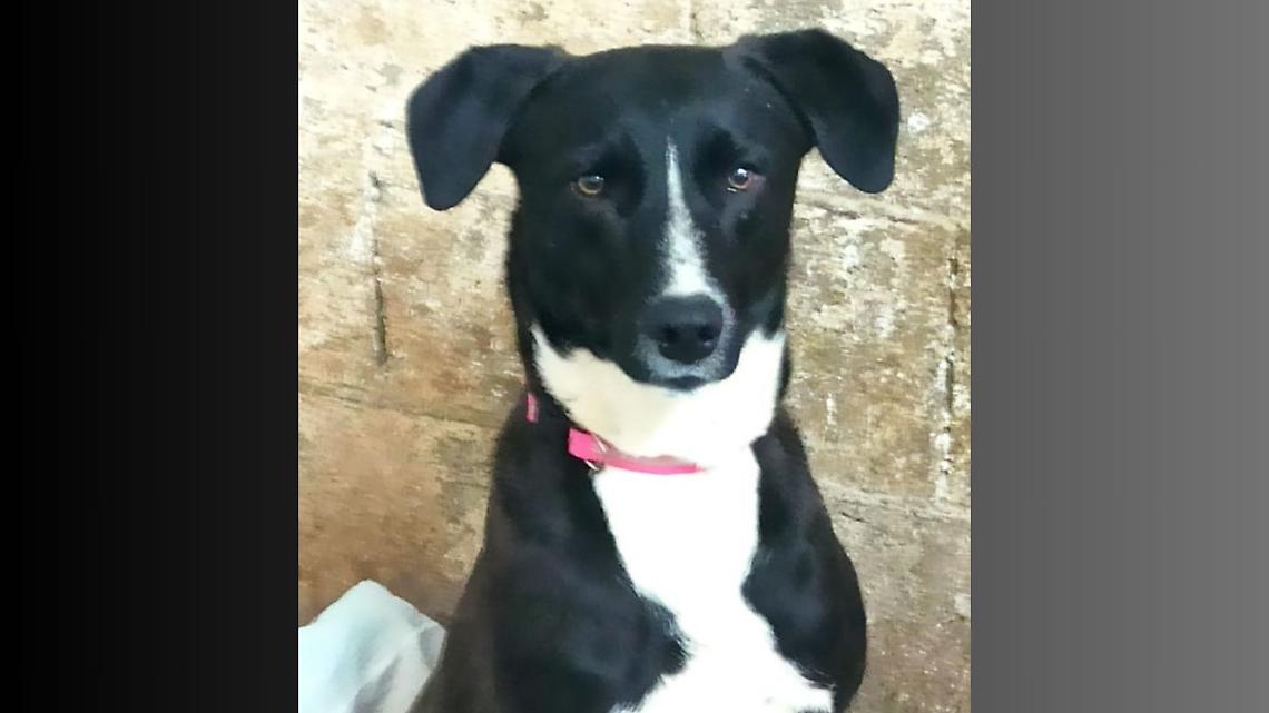 Leo, il cucciolo che sogna