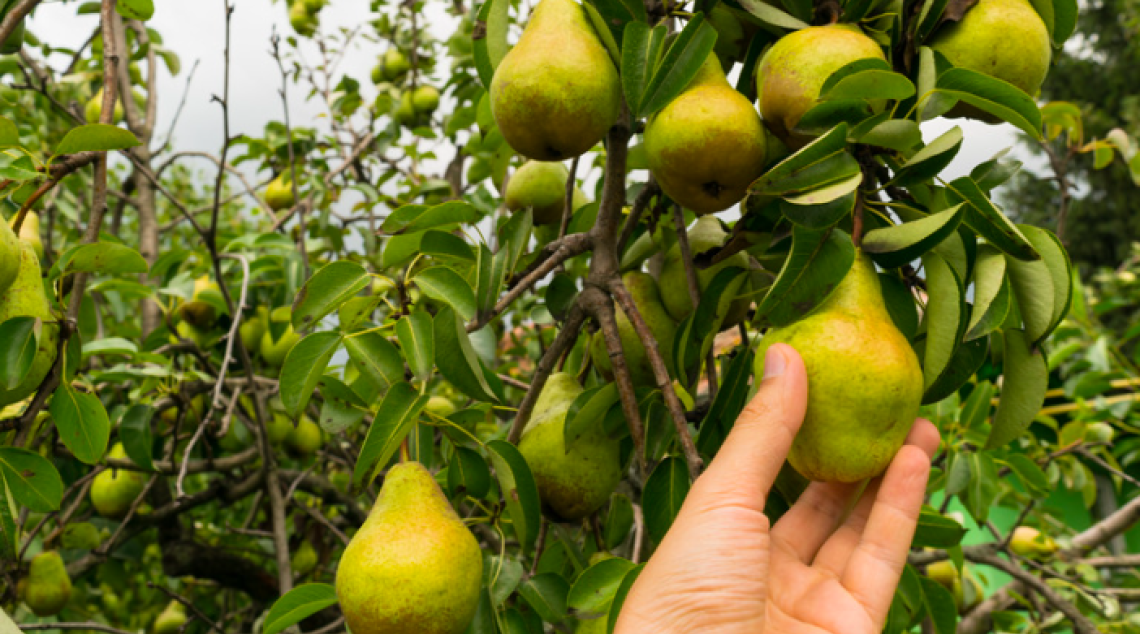 Frutteti a rischio per le piogge anomale: Coldiretti lancia l’allarme